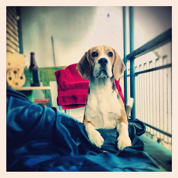 Doggie